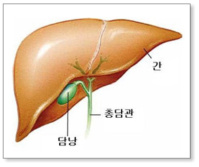 담낭